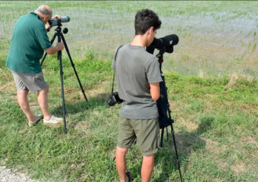 Nelle risaie biologiche di Tornaco avvistati uccelli migratori fuori stagione