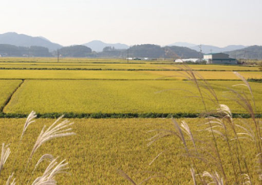 Second Organic Rice farming and Production Systems International Conference